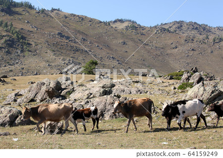 新疆維吾爾自治區北部放牧的奶牛。 2019/8/28 64159249