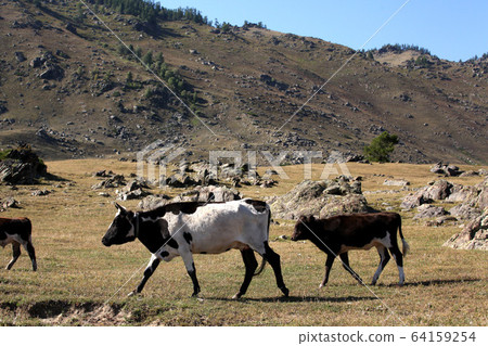 新疆維吾爾自治區北部放牧的奶牛。 2019/8/28 64159254