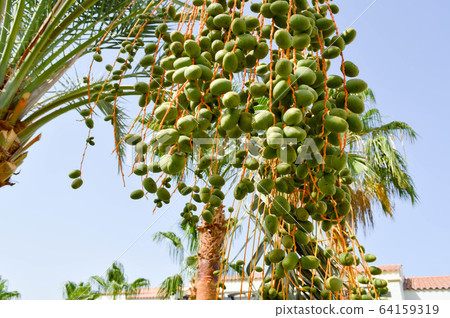 The top of a large tropical exotic high date The top of a large tropical exotic high date 64159319