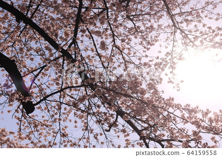 Cherry Blossoms Cherry Blossoms 64159558