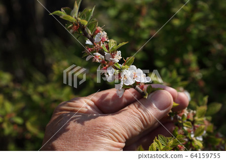 Yulium的花 64159755