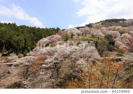 Yoshino mountain cherry tree 64159948