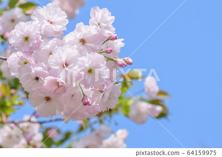 Cherry blossom blooming image 64159975
