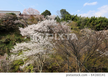 Yoshino mountain cherry tree 64160141