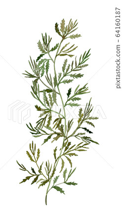 馬尾藻 馬尾藻 64160187