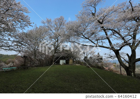 吉野山櫻桃樹 64160412