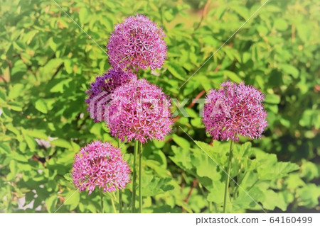 allium gigantium 64160499