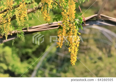 美麗的木葉富士 64160505