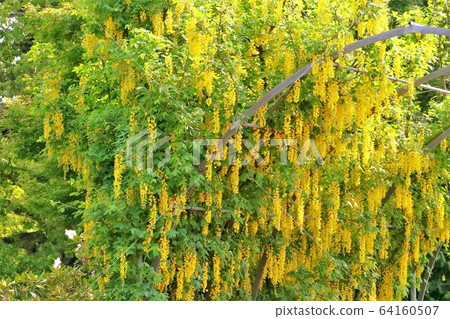 Kibana wisteria in full bloom Kibana wisteria in full bloom 64160507
