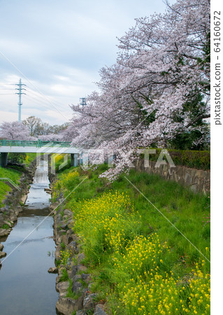 Cherry blossom scenery Yoshino cherry tree spring 64160672