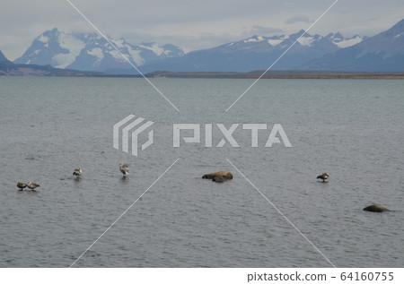Upland geese Chloephaga picta on the sea. 64160755