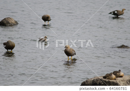 Upland geese Chloephaga picta on the sea. 64160781