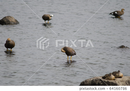 Upland geese Chloephaga picta on the sea. 64160786