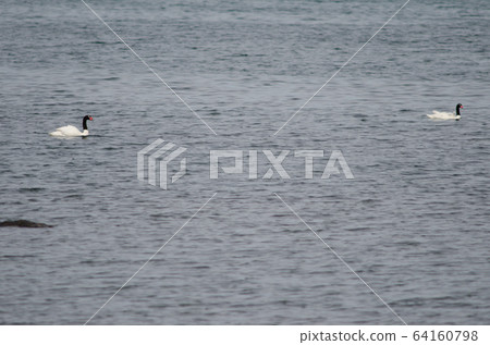Black-necked swans Cygnus melancoryphus on the sea. 64160798