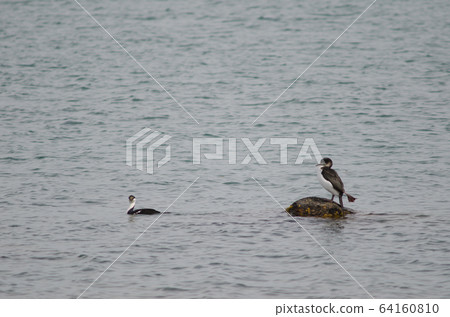 Imperial shags Leucocarbo atriceps on the sea. 64160810