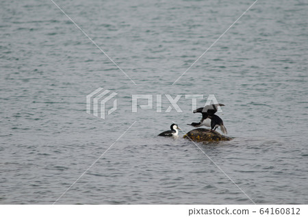 Imperial shags Leucocarbo atriceps on the sea. 64160812
