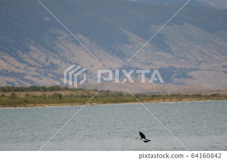 Imperial shag in flight over the Ultima Esperanza Inlet. 64160842