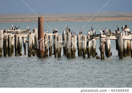 Imperial shags Leucocarbo atriceps perched on the stumps of a old jetty. 64160848