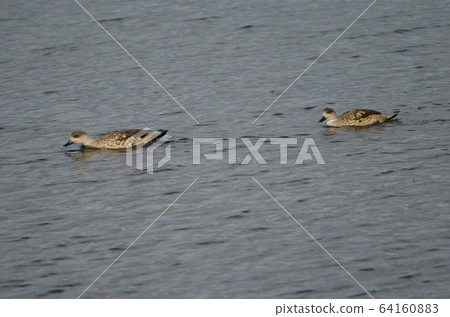 Patagonian crested ducks in the coast of Puerto Natales. Patagonian crested ducks in the coast of Puerto Natales. 64160883