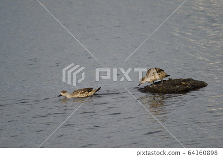 Patagonian crested ducks in the coast of Puerto Natales. 64160898