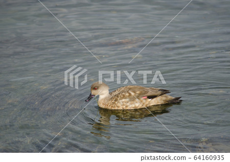 Patagonian crested duck in the coast of Puerto Natales. Patagonian crested duck in the coast of Puerto Natales. 64160935