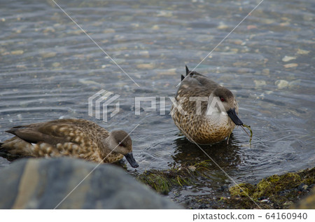 Patagonian crested ducks in the coast of Puerto Natales. Patagonian crested ducks in the coast of Puerto Natales. 64160940