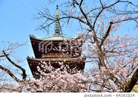 Ueno Toshogu Shrine: Five-storied pagoda and cherry blossoms 64161024
