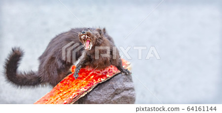 Adult pine marten rocky, shows fangs, defending 64161144