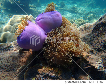 Marine life under sea water, underwater landscape 64161187