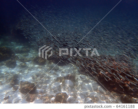 Marine life under sea water, underwater landscape 64161188