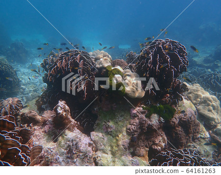 Group of fish with corals in sea 64161263