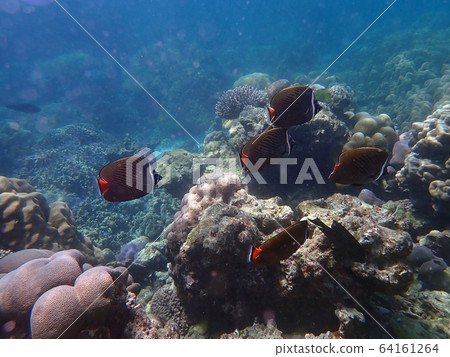 Redtail butterflyfish with corals in sea 64161264