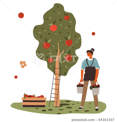 Farming woman gathering ripe apples from tree vector Farming woman gathering ripe apples from tree vector 64161507