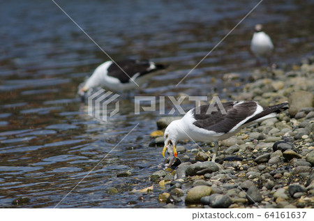 Kelp gull Larus dominicanus eating a fish. Kelp gull Larus dominicanus eating a fish. 64161637