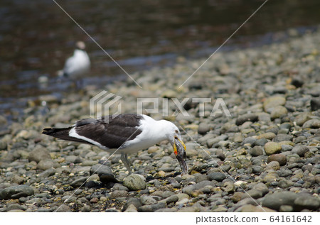 Kelp gull swallowing the remains of a fish. 64161642