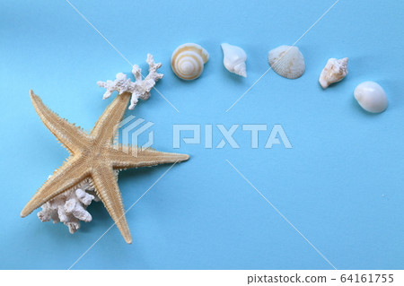 貝類和海星。夏天形象 貝類和海星。夏天形象 64161755
