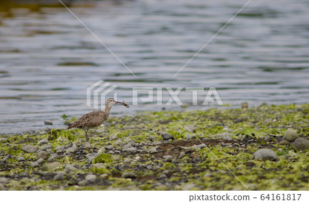 Whimbrel with a crab in the coast. 64161817