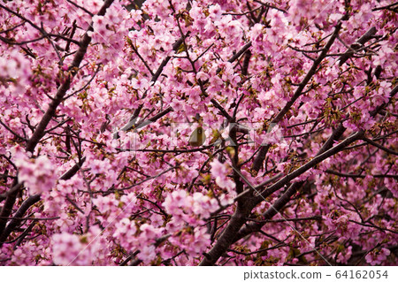 Kawazu cherry tree and mezzo 64162054