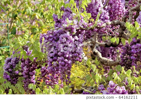 重瓣紫藤 重瓣紫藤 64162211