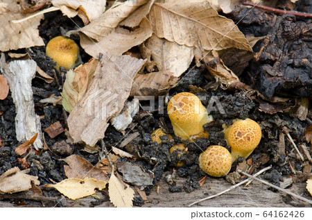 Mushrooms on the ground of the Conguillio National Park. Mushrooms on the ground of the Conguillio National Park. 64162426