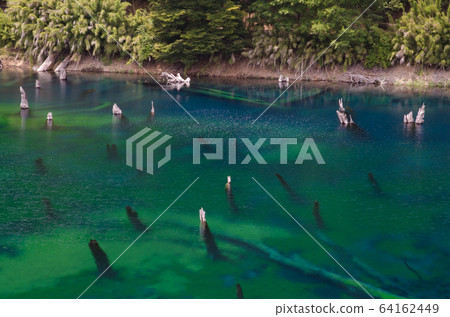 Trunks of dead trees in the Arco Iris lagoon. Trunks of dead trees in the Arco Iris lagoon. 64162449