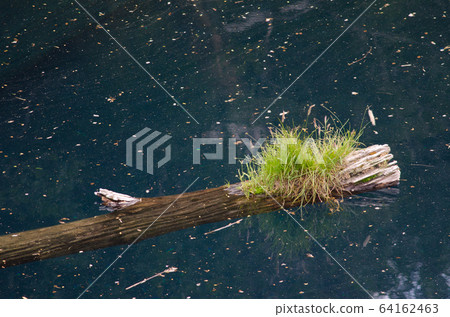 Trunk of dead tree floating in the Arco Iris lagoon. Trunk of dead tree floating in the Arco Iris lagoon. 64162463