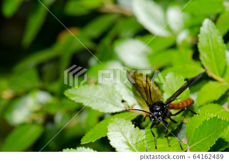 Male wasp Elaphroptera scoliaeformis on the shrub Escallonia leucantha. 64162489