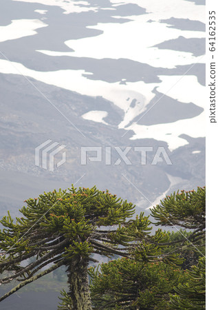 Monkey puzzle trees and slope of the Llaima volcano in the background. 64162535