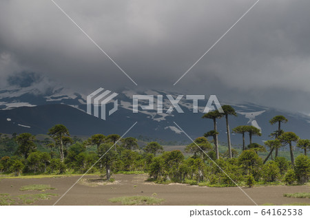Llaima volcano covered by clouds and monkey puzzle trees. Llaima volcano covered by clouds and monkey puzzle trees. 64162538