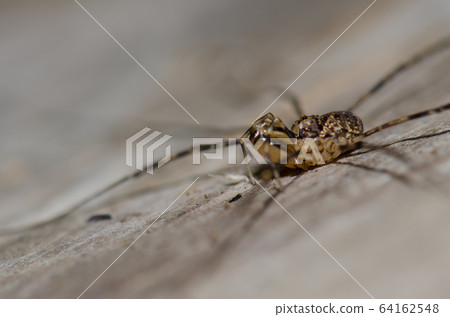 Chilean tiger spider in the Conguillio National Park. Chilean tiger spider in the Conguillio National Park. 64162548