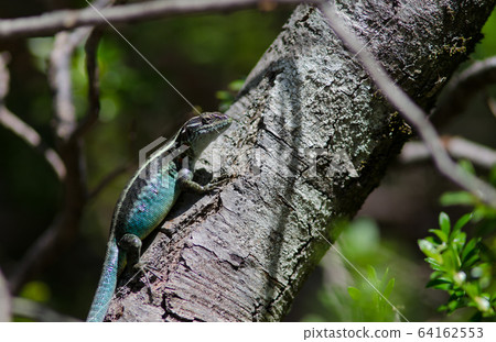 Male of orange-bellied lizard on a tree trunk. Male of orange-bellied lizard on a tree trunk. 64162553
