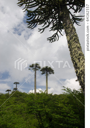 Scrubland with monkey puzzle trees Araucaria araucana. 64162557