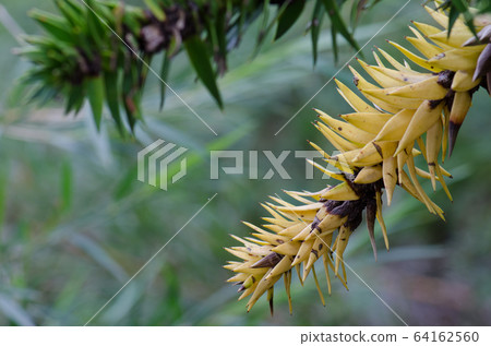 Branches of monkey puzzle tree Araucaria araucana. 64162560