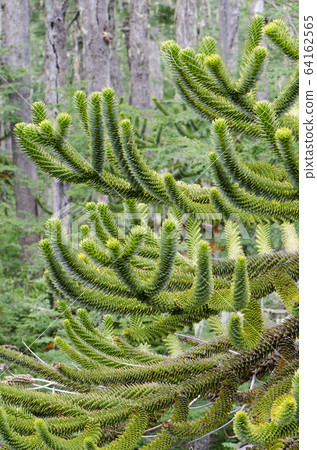 Branches of monkey puzzle tree Araucaria araucana. Branches of monkey puzzle tree Araucaria araucana. 64162565